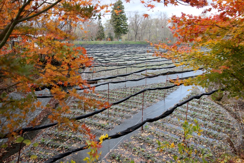 Matsumoto and Daio wasabi farm Elizabeth on the Road
